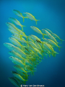 group snapping by Marc Van Den Broeck 